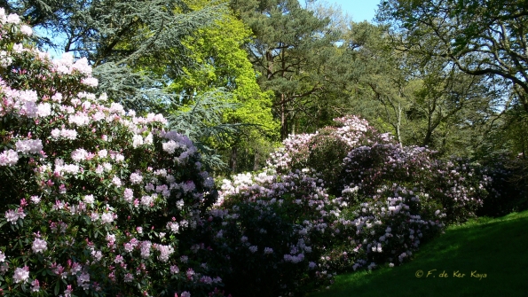 Bois des Moutiers (195) Mai 2012